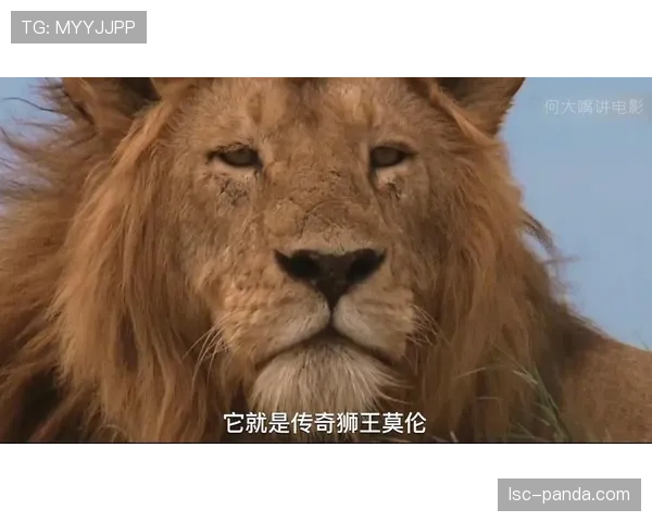 巴拿马挑战英格兰胜算有多大?